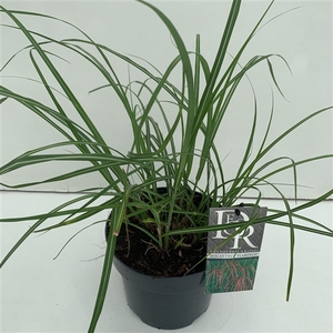 Graminées Miscanthus 'Flamingo'