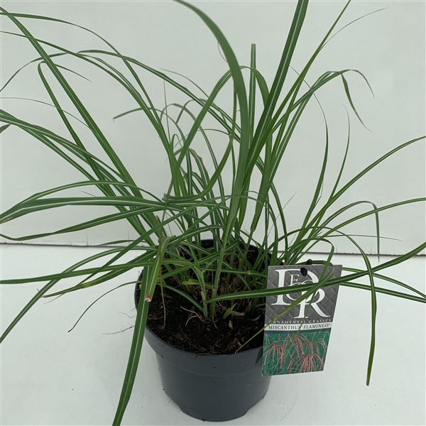 <h4>Graminées Miscanthus 'Flamingo'</h4>