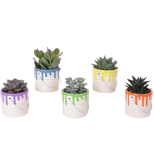 Thank you Teacher Arr. Succulent Ceramic Pot Painting Can Ø10cm
