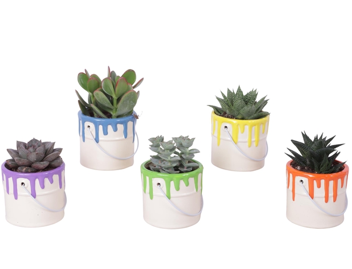 <h4>Thank you Teacher Arr. Succulent Ceramic Pot Painting Can Ø10cm</h4>