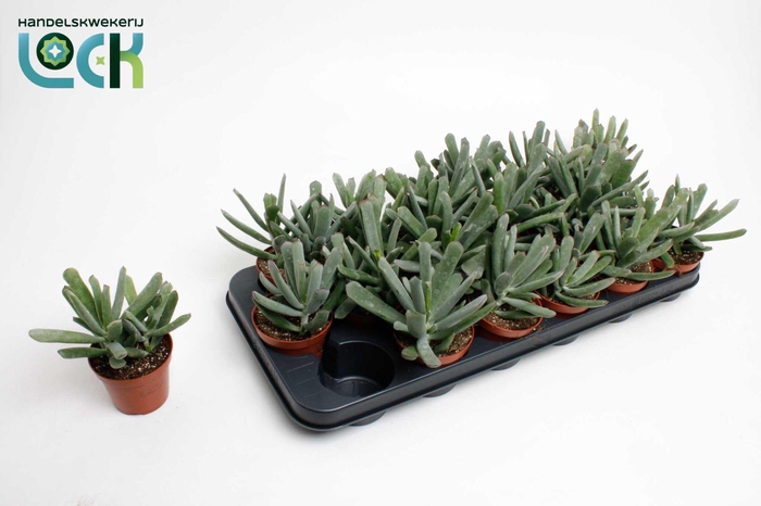 <h4>Cotyledon Octopus</h4>