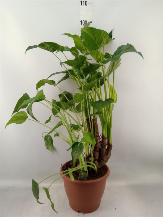 <h4>Alocasia cucullata</h4>