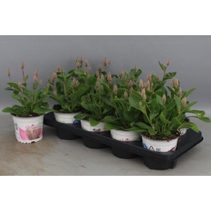 PTILOTUS EX JOEY