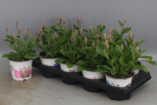 <h4>PTILOTUS EX JOEY</h4>