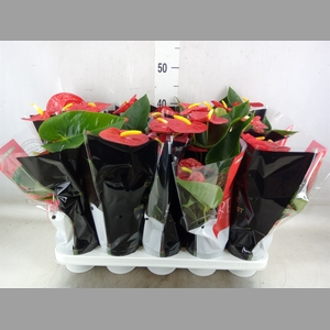 Anthurium andr. 'Royal Champion'