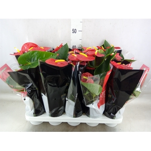 Anthurium andr. 'Royal Champion'