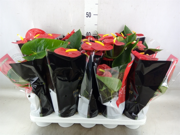 <h4>Anthurium andr. 'Royal Champion'</h4>