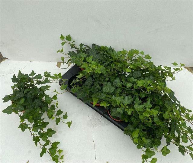 <h4>Hedera helix Wonder</h4>