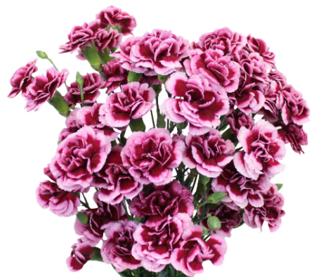 <h4>DI TR TANGO</h4>