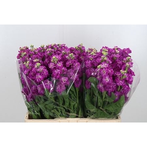 MATTH STOX DEEP ROSE