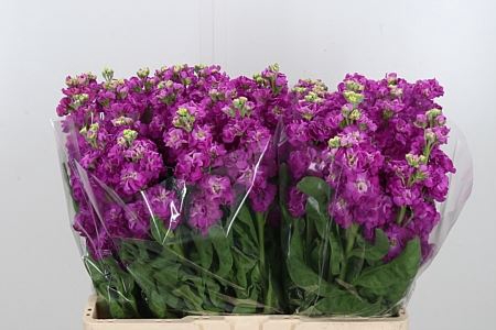 <h4>MATTH STOX DEEP ROSE</h4>