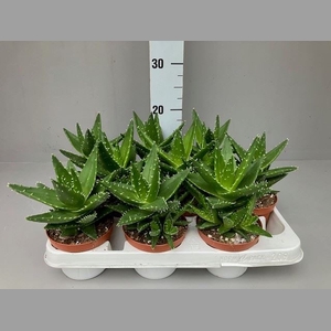 Aloe   ...