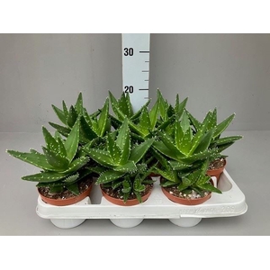 Aloe   ...