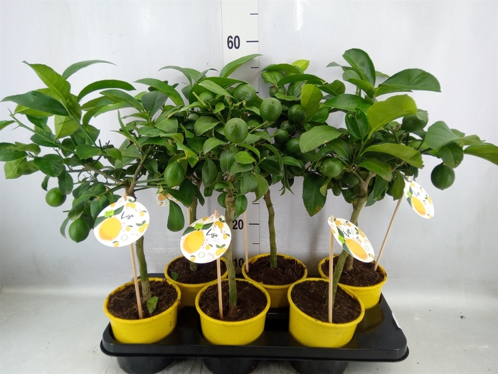 <h4>Citrus meyeri 'Meyer'</h4>