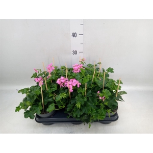 Pelargonium pelt. 'Balkon Lila'
