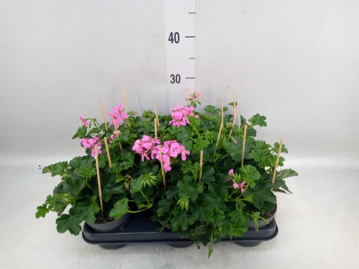 <h4>Pelargonium pelt. 'Balkon Lila'</h4>