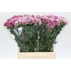 Dianthus Br Doblino Fans