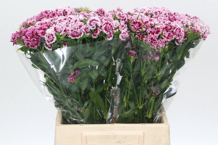 Dianthus Br Doblino Fans