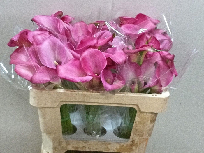 <h4>Calla Zazu</h4>