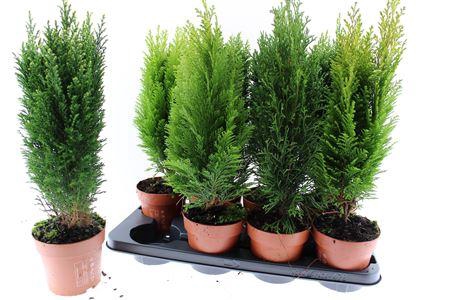 <h4>Coniferen Gem</h4>