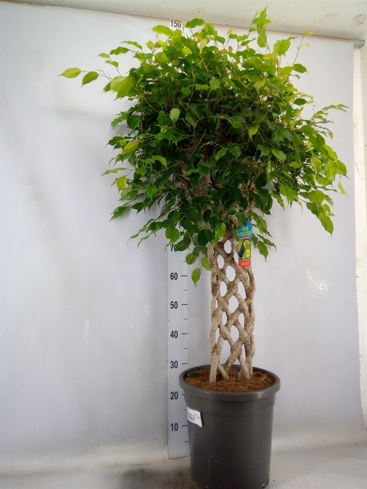 <h4>Ficus benja.   ...</h4>