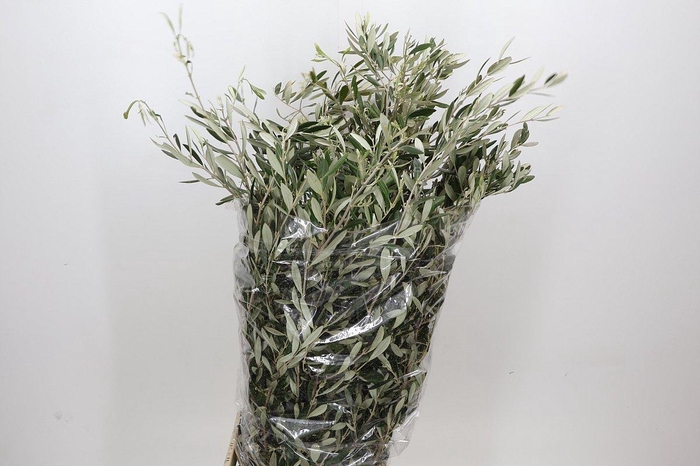 <h4>Olive Italia XXL</h4>