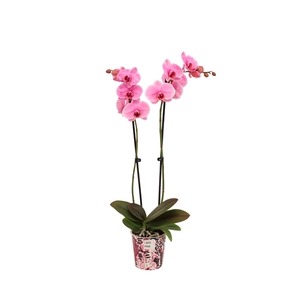 Potcover I Am Pink Phal I Am Pink 2T14+