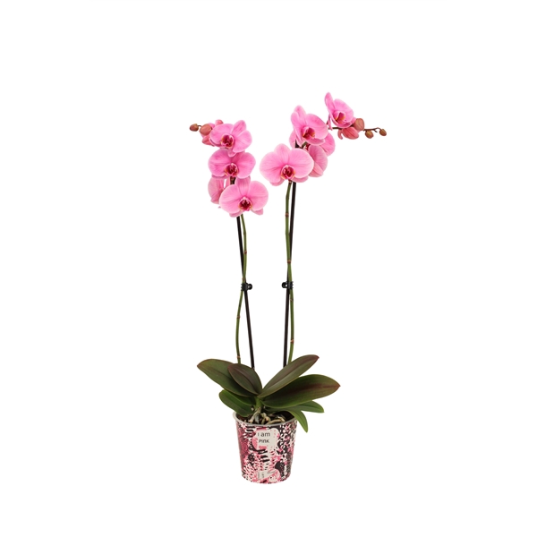 <h4>Potcover I Am Pink Phal I Am Pink 2T14+</h4>