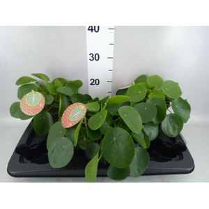 Pilea peperomioides