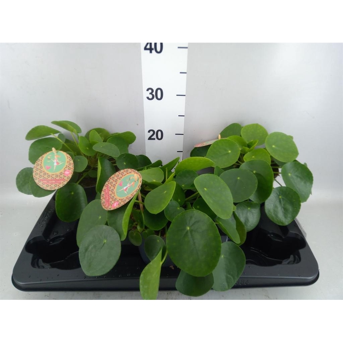 <h4>Pilea peperomioides</h4>