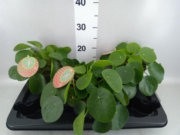 Pilea peperomioides