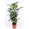 Caryota mitis