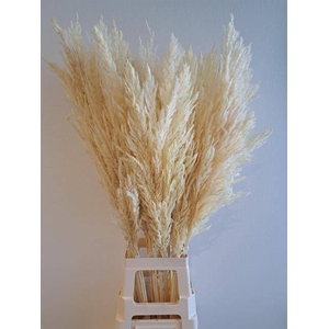 CORTADERIA OV