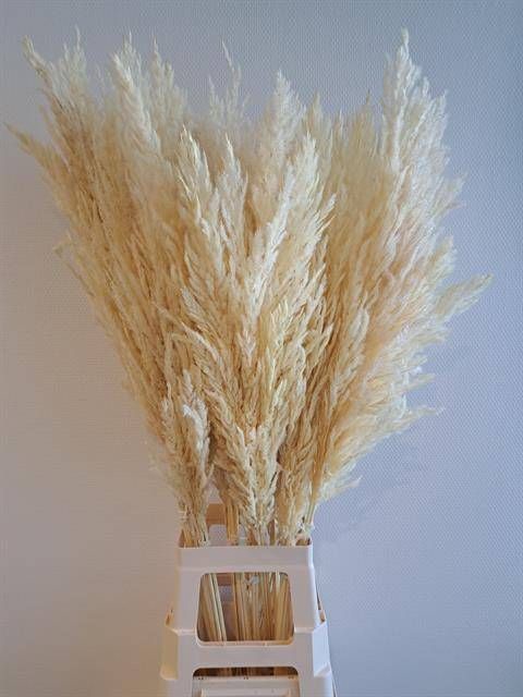 CORTADERIA OV