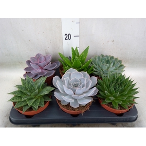 Succulents   ...mix 6