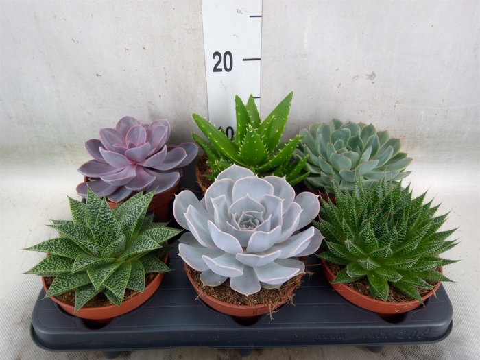 <h4>Succulents   ...mix 6</h4>