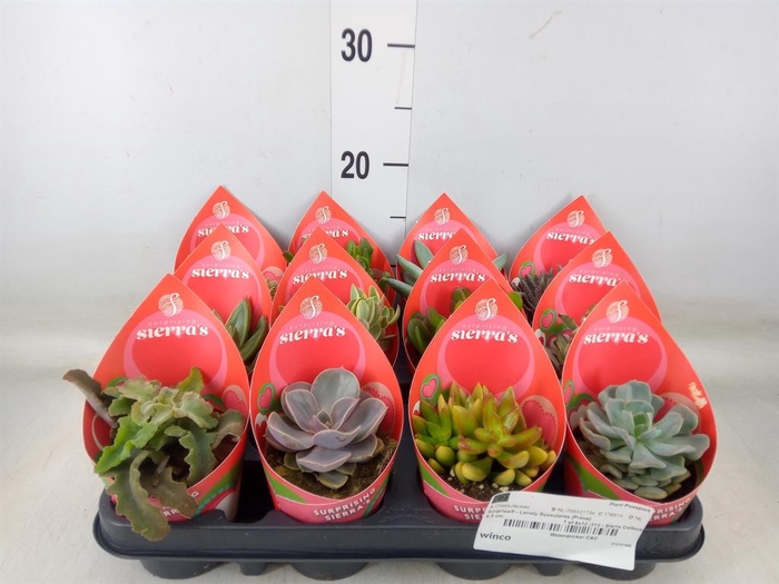 <h4>Succulents   ...</h4>