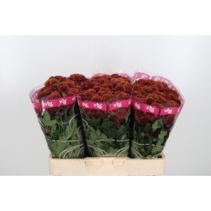 Chr San Aaa Doria Ch