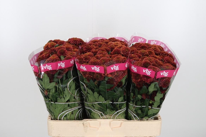 <h4>Chr San Aaa Doria Ch</h4>