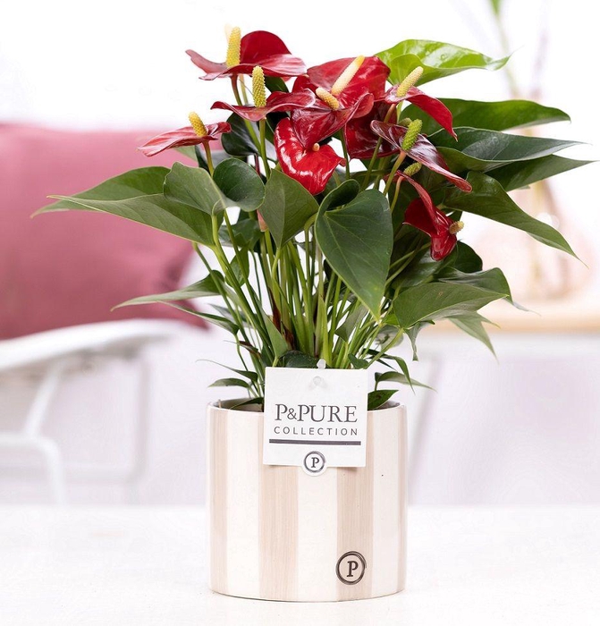 <h4>Anthurium red (Micra) in P&PURE Eline cer. grey</h4>