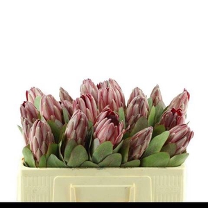 PROTEA OV PER STUK