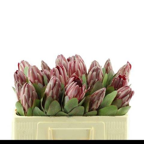 <h4>PROTEA OV PER STUK</h4>
