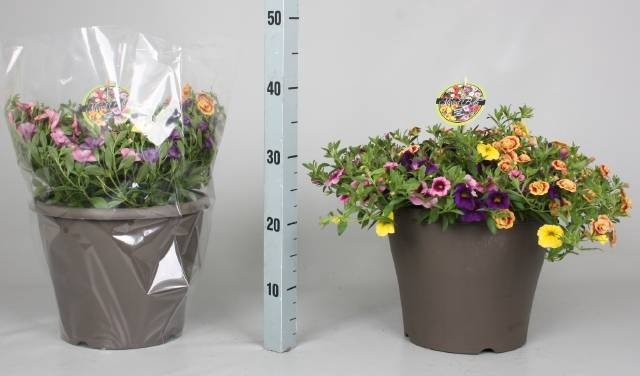 <h4>CALIB MINIF GEM POT</h4>