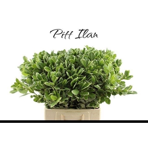 PITTOSP TO ILAN