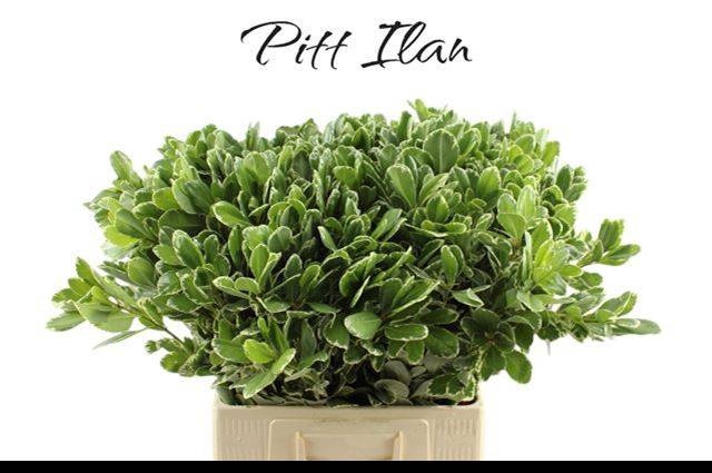 <h4>PITTOSP TO ILAN</h4>