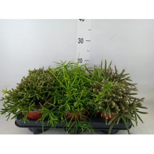 Rhipsalis   ...mix