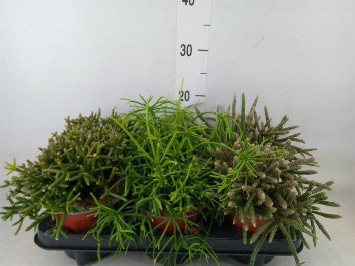 <h4>Rhipsalis   ...mix</h4>