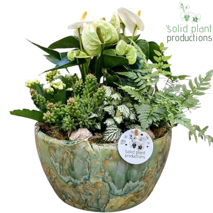 <h4>AT081 Olivia Green Anthurium</h4>