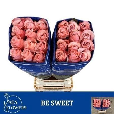 <h4>R Gr Be Sweet Ec</h4>