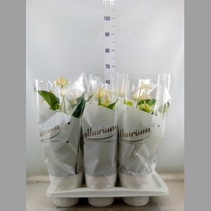 Anthurium andr. 'White Champion'